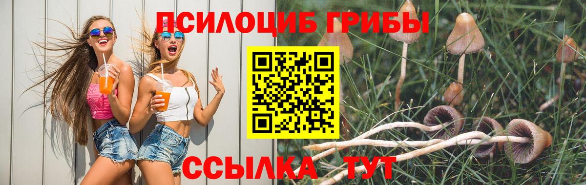 Псилоцибиновые грибы Psilocybe Лабытнанги